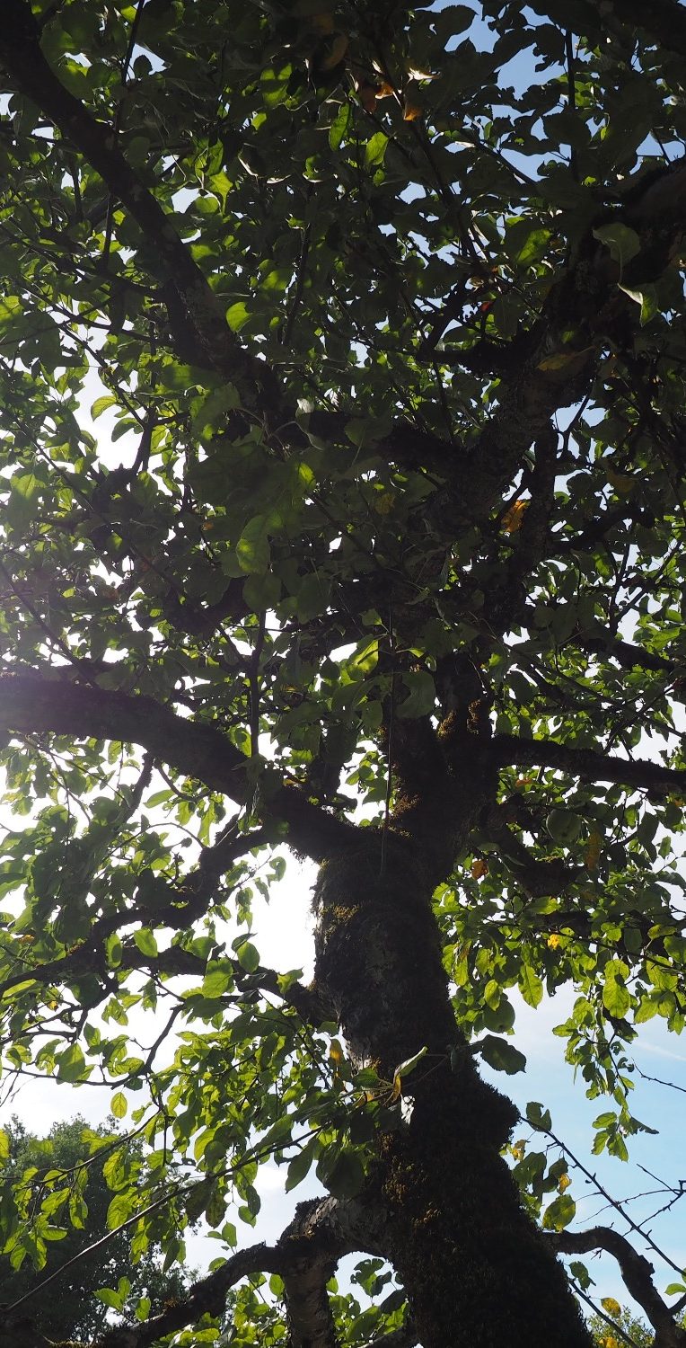 Blick in die Baumkrone eines alten Apfelbaums