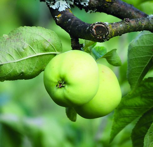 Junge Äpfel am Baum